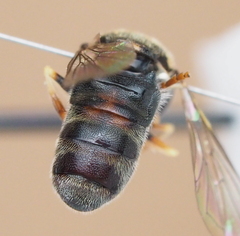 Paragus