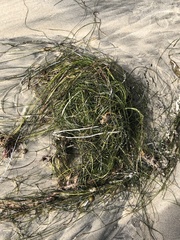 Phyllospadix torreyi