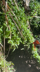 Pallavicinia lyellii