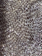 Membranipora membranacea