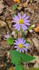 Symphyotrichum laeve