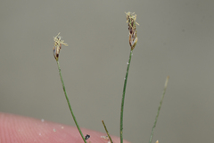 Eleocharis