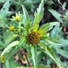 Bidens tripartita