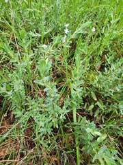 Pimelea humilis