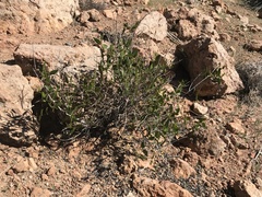 Colliguaja odorifera