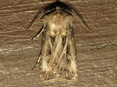 Agrotis gladiaria