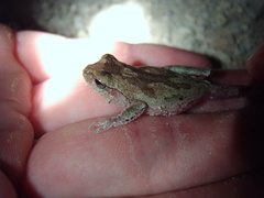Hyla femoralis