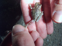 Hyla femoralis