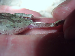Hyla femoralis