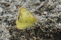 Colias