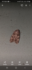 Spodoptera cilium