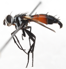 Cylindromyia intermedia