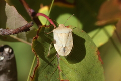 Euschistus variolarius