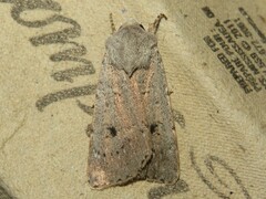 Agrotis vetusta