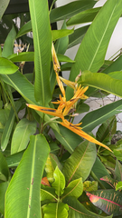 Heliconia latispatha