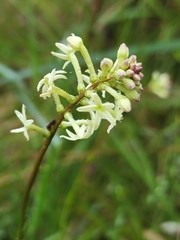 Stackhousia monogyna