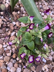 Torenia fournieri