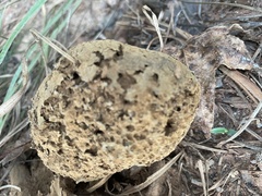 Pisolithus arenarius