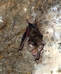 Rhinolophus megaphyllus