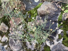 Erigeron karvinskianus