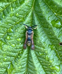 Pennisetia marginatum