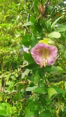 Cobaea scandens