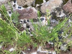 Oenothera suffrutescens