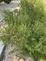 Anisacanthus