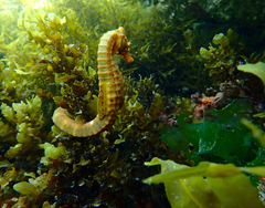 Hippocampus abdominalis