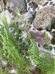 Oenothera suffrutescens