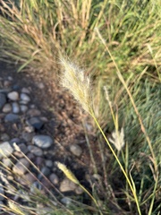 Bothriochloa