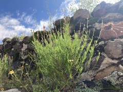 Oenothera suffrutescens