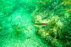 Austrolabrus maculatus