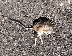 Dipodomys ordii