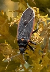Melacoryphus lateralis