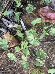 Malva parviflora