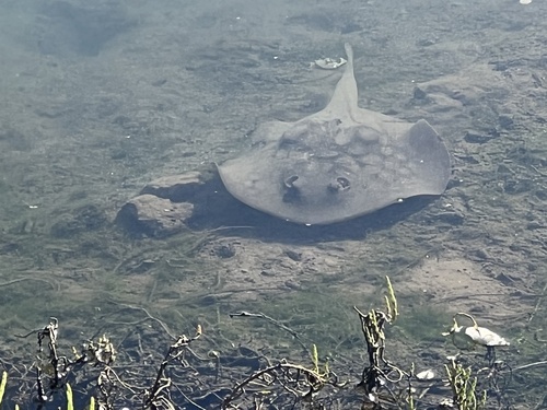 iNaturalist observation photo of Haller's Round Ray