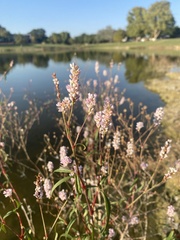 Persicaria pensylvanica