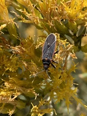 Melacoryphus lateralis