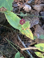 Rubus hispidus