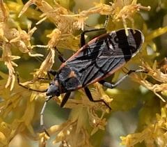 Melacoryphus lateralis