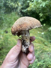 Agaricus augustus