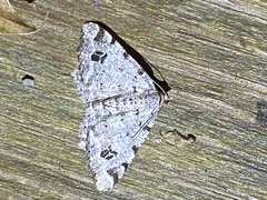 Macaria pinistrobata