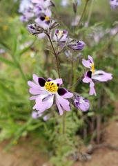 Schizanthus