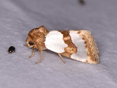 Schinia chrysellus