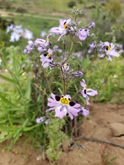 Schizanthus