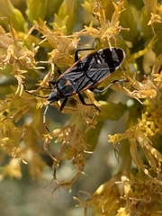 Melacoryphus lateralis