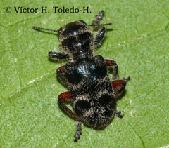 Enoclerus viduus