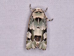 Emarginea percara