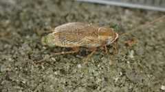 Planuncus tingitanus